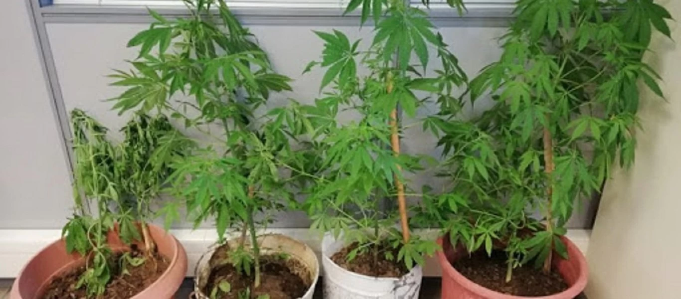 Οικογενειακή «επιχείρηση»: Καλλιεργούσαν χασισόδεντρα στη Λάρισα